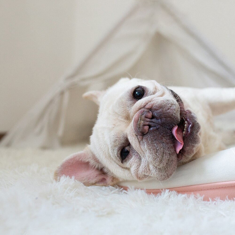 Hundedecke mit beruhigender Wirkung