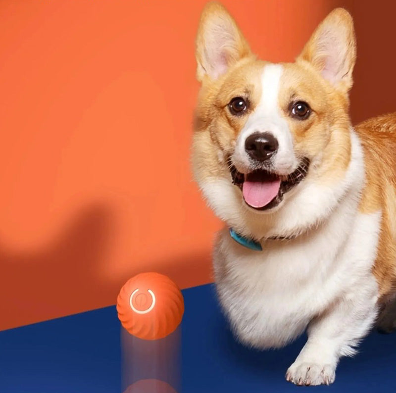 Smart Studs und Boll für Hund GravitationsIntelligent Laddas mit USB