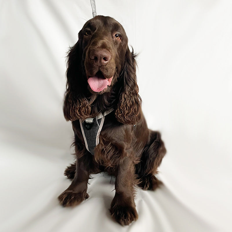 Comfort harness and leash with reflectors that prevent escape