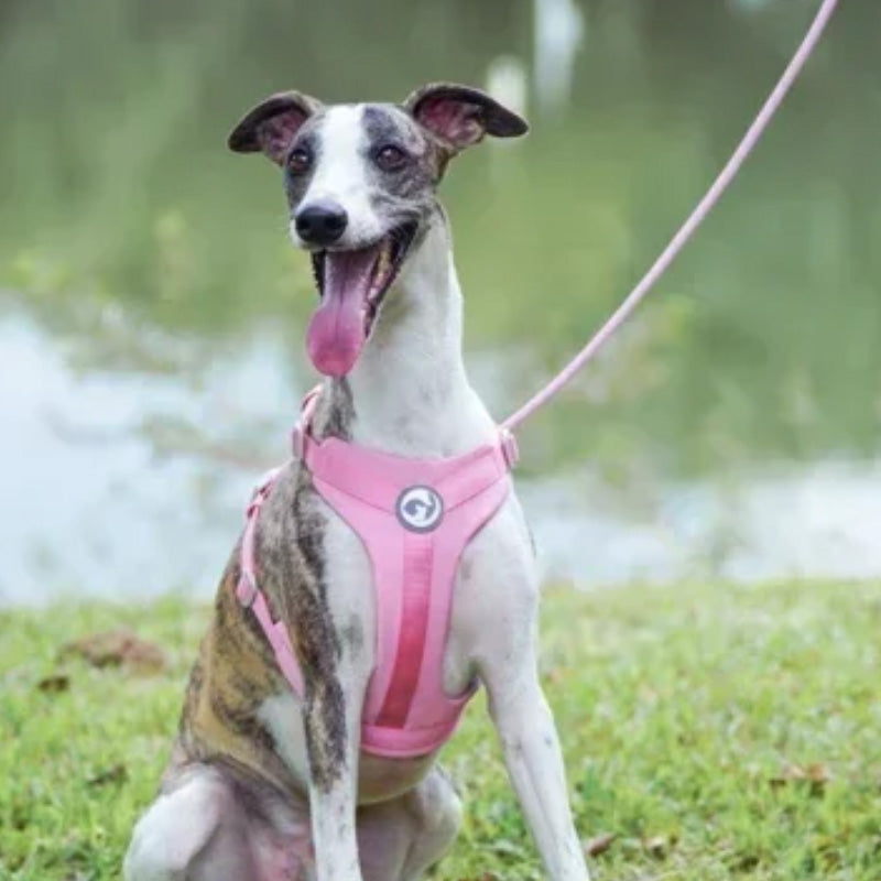 Bequemes Hundegeschirr und Leine-Set