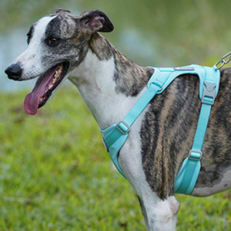 Bequemes Hundegeschirr und Leine-Set