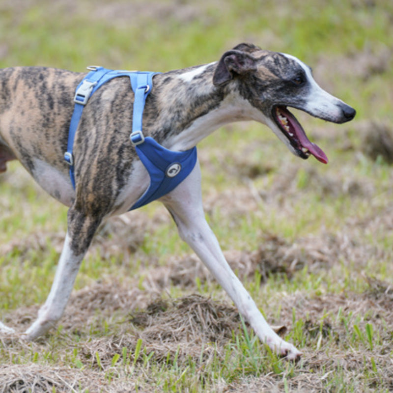 Bequemes Hundegeschirr und Leine-Set