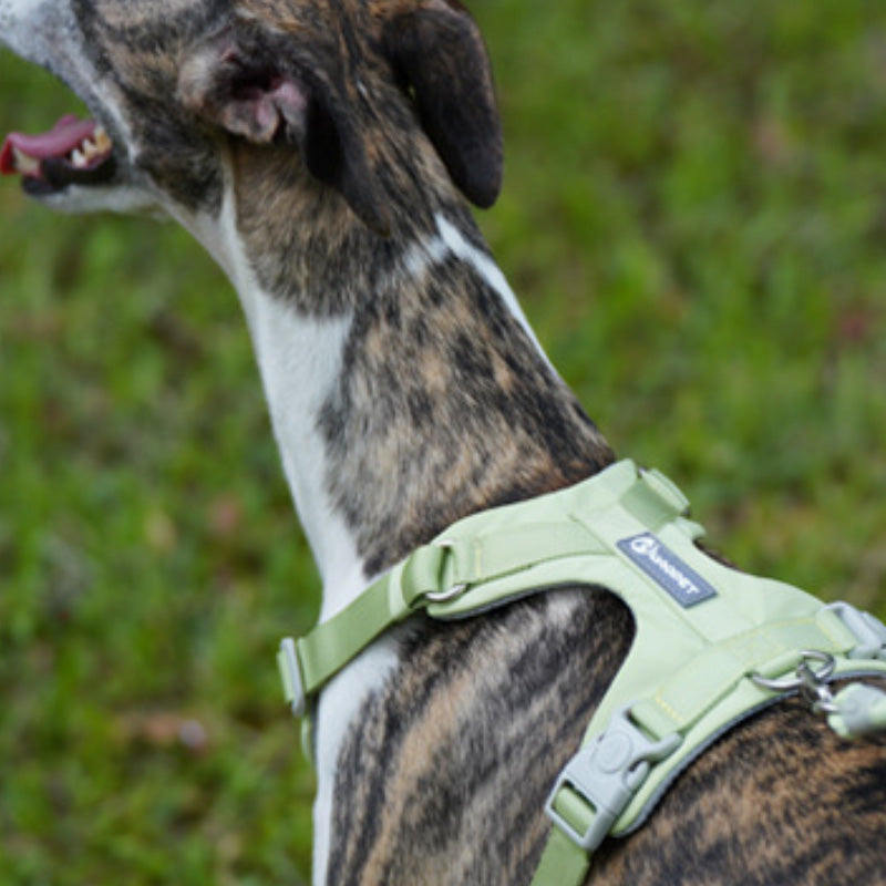 Bequemes Hundegeschirr und Leine-Set
