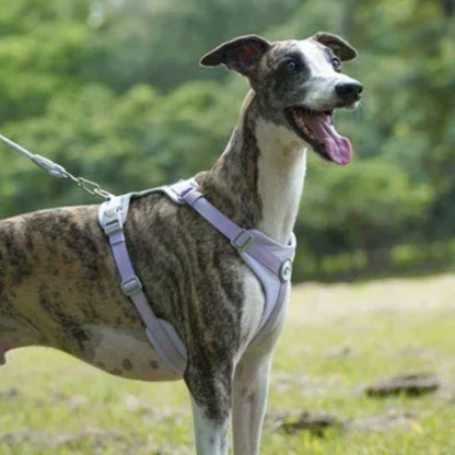 Bequemes Hundegeschirr und Leine-Set