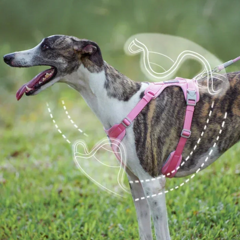 Bequemes Hundegeschirr und Leine-Set