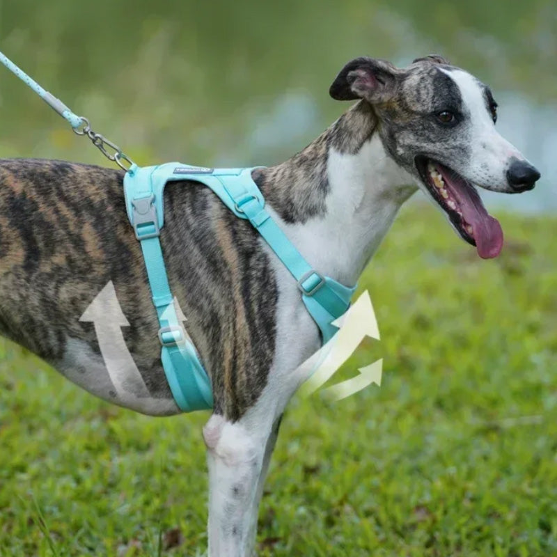 Bequemes Hundegeschirr und Leine-Set