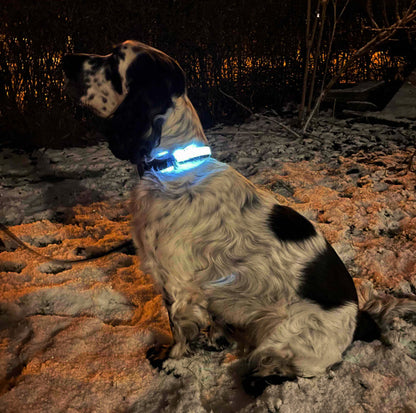 Reglerbart hundhalsband med LED ljus och reflex