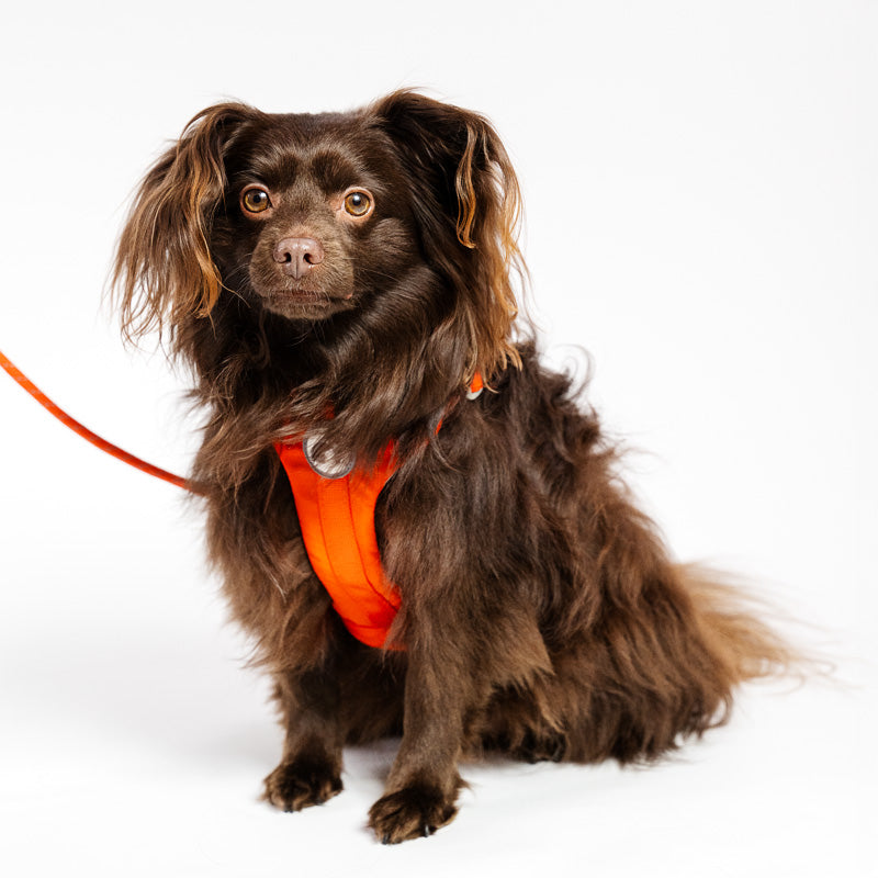 Bequemes Hundegeschirr und Leine-Set