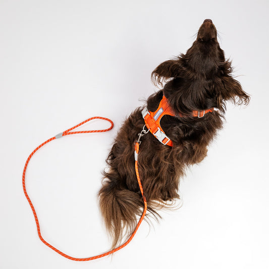 Comfortable dog harness and leash set