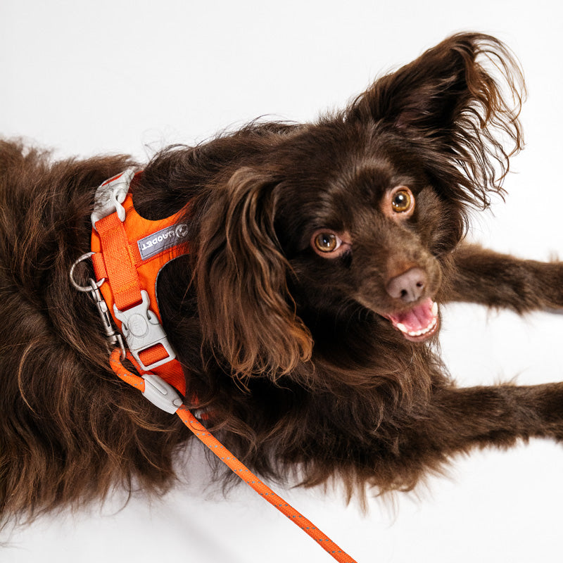 Bequemes Hundegeschirr und Leine-Set
