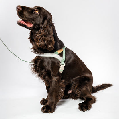 Rejäl hundsele och matchande koppel