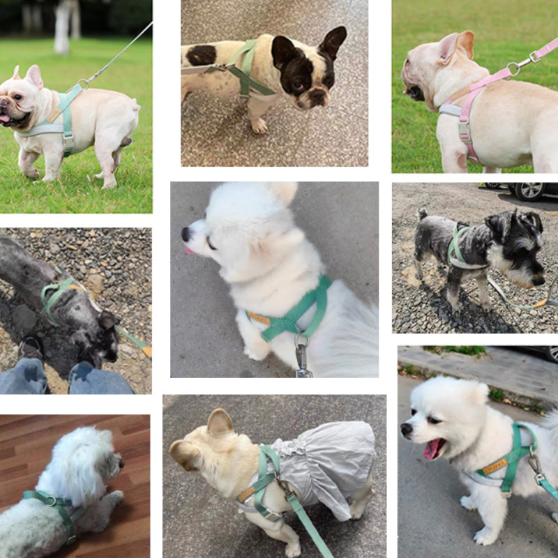 Rejäl hundsele och matchande koppel